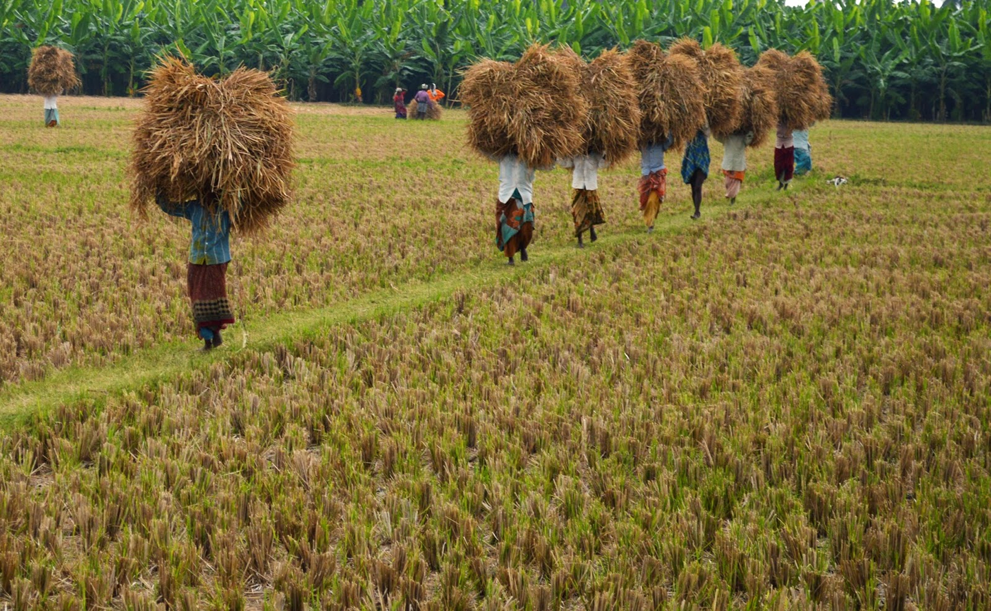 Kalpaadhenufoods